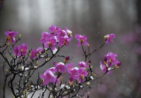 Май, снег и цветущий багульник