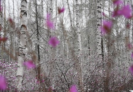 Май, снег и цветущий багульник