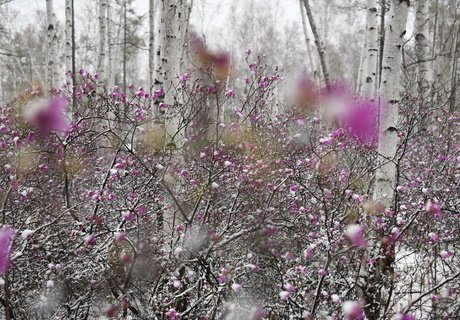 Май, снег и цветущий багульник