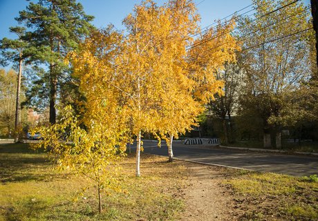 Читу «осенило»: Жёлтые листья и «бабье лето»
