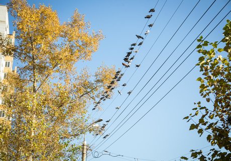 Читу «осенило»: Жёлтые листья и «бабье лето»