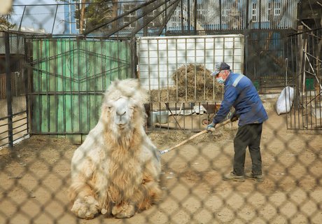 Животные и самоизоляция: как живется обитателям зоопарков без гостей?