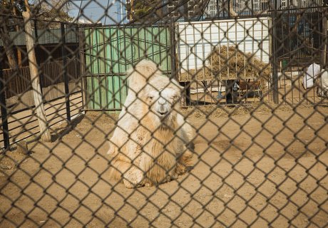 Животные и самоизоляция: как живется обитателям зоопарков без гостей?