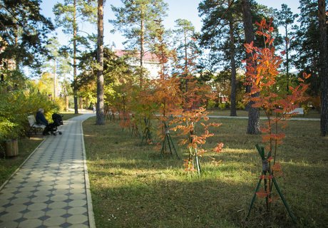 Читу «осенило»: Жёлтые листья и «бабье лето»
