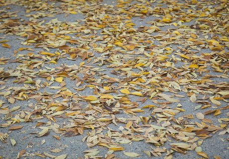 Читу «осенило»: Жёлтые листья и «бабье лето»