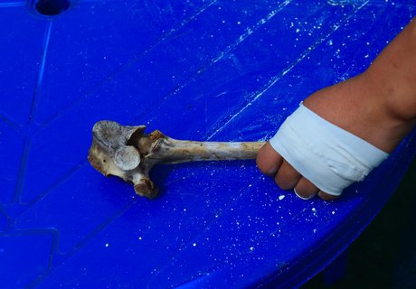 Международный чемпионат по разбиванию хребтовой кости