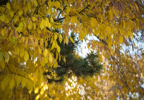Читу «осенило»: Жёлтые листья и «бабье лето»