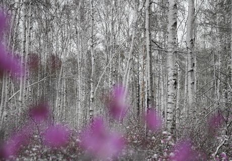 Май, снег и цветущий багульник