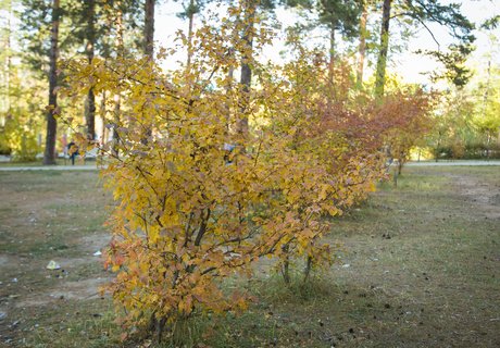 Читу «осенило»: Жёлтые листья и «бабье лето»
