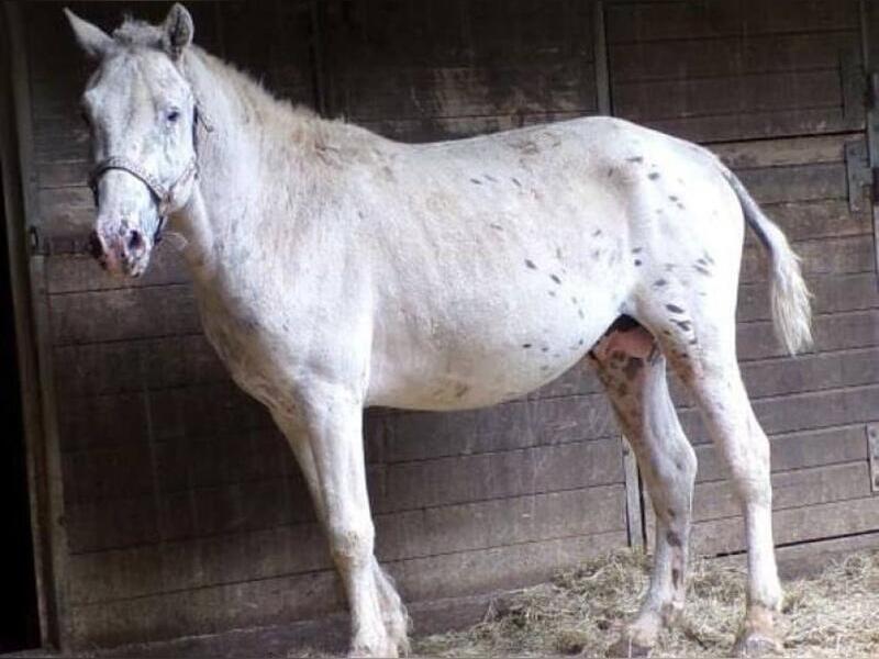 Забайкальский жеребец Юма получил международное признание в Германии