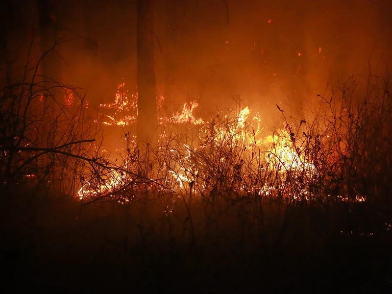 Добровольные пожарные Забайкалья раскритиковали нового министра природы края