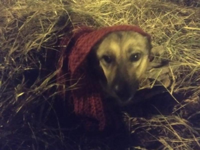 Зооволонтёр спасла от смерти бездомную собаку-инвалида в Чите