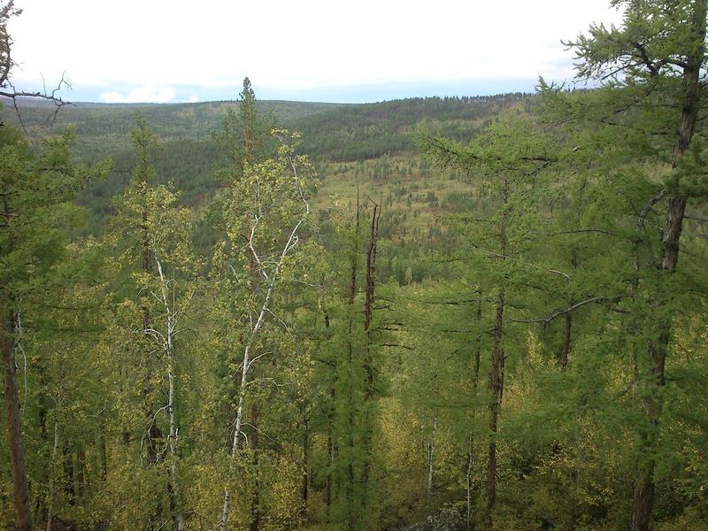 Забайкальцы опасаются, что «Дальневосточный гектар» погубит лес