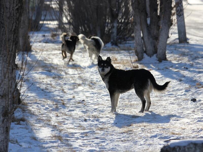 Посёлок Восточный под Читой завоевывают безнадзорные собаки