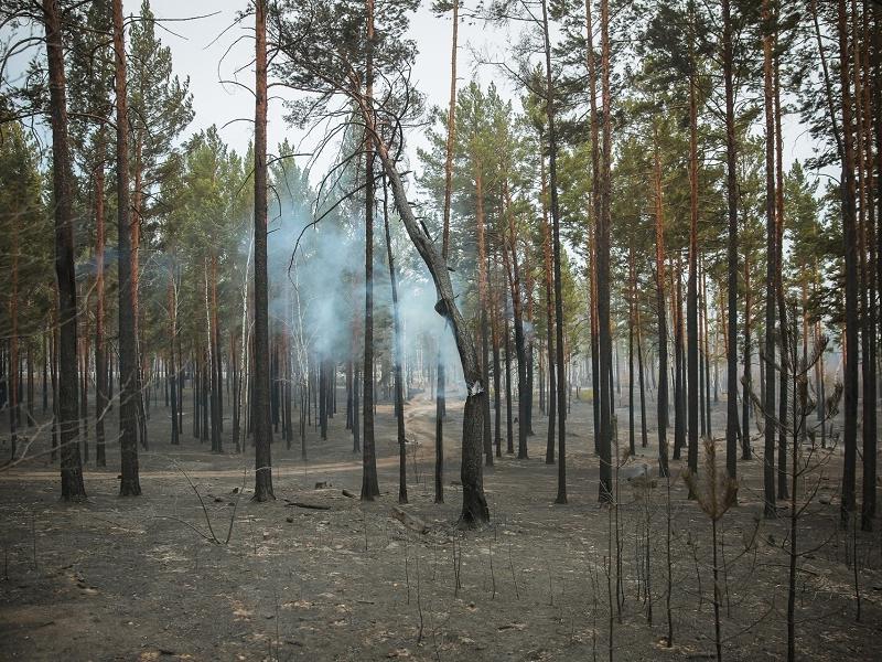Забайкалье стало одним из худших регионов по восстановлению леса в России