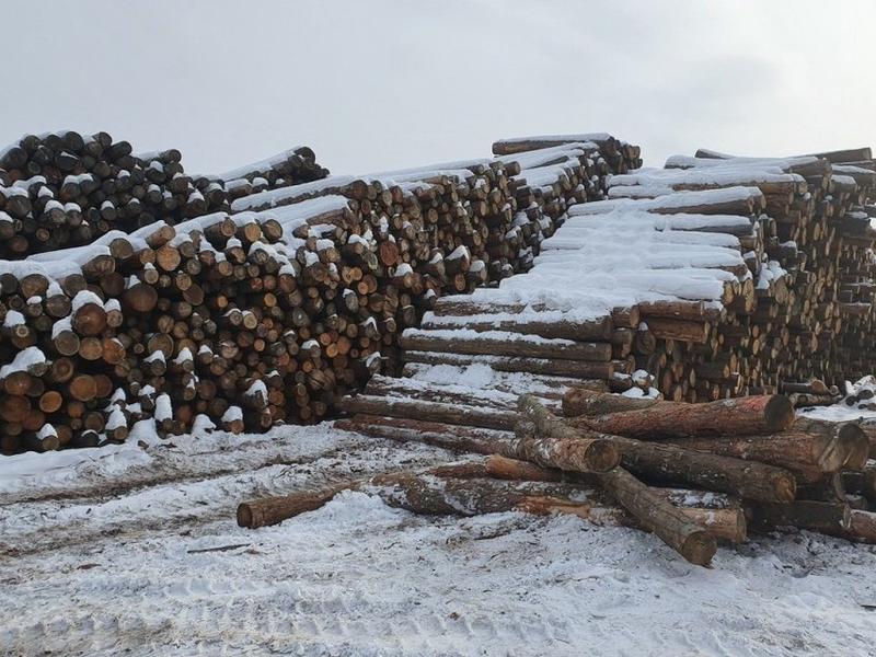 Забайкалец незаконно вырубил около 500 деревьев в Оловяннинском районе