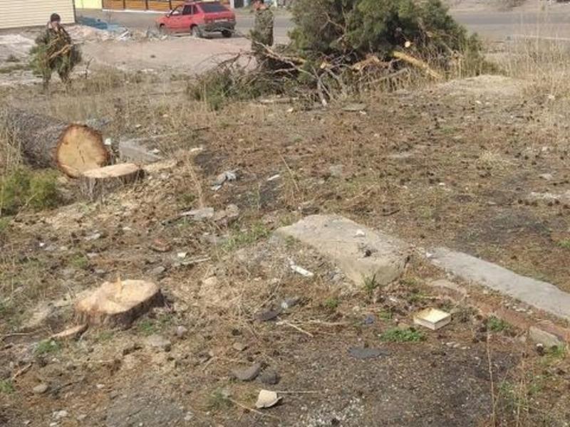Деревья срубили в Сосновом бору для постройки торгового комплекса