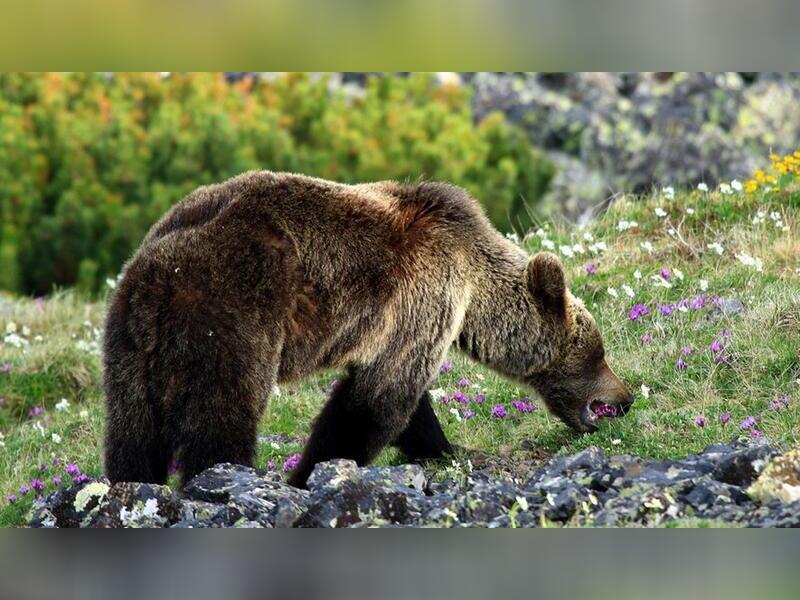 В Сохондинском заповеднике наблюдается активность медведей