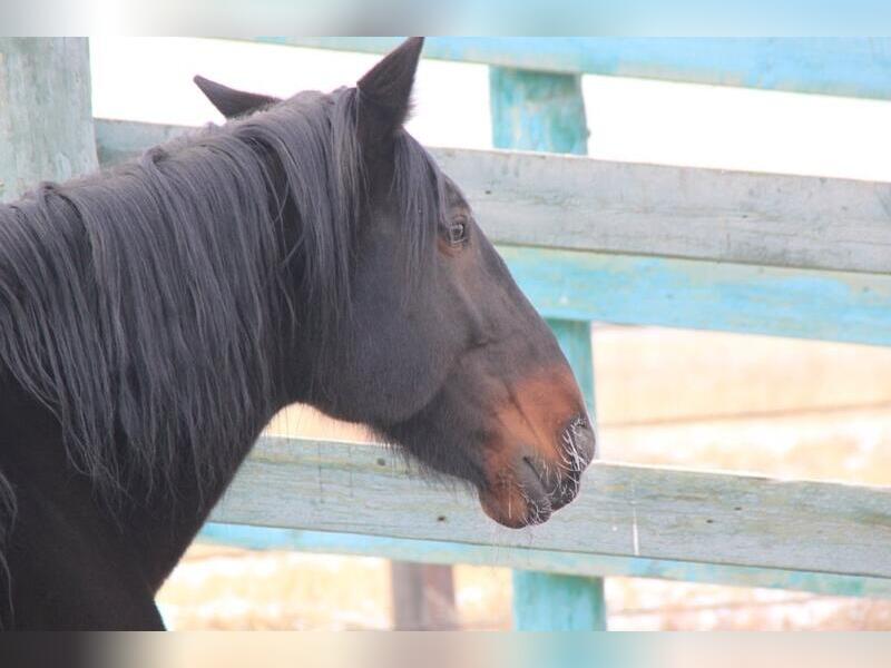 Лошади свободно гуляют по посёлку в Чите и создают угрозу ДТП