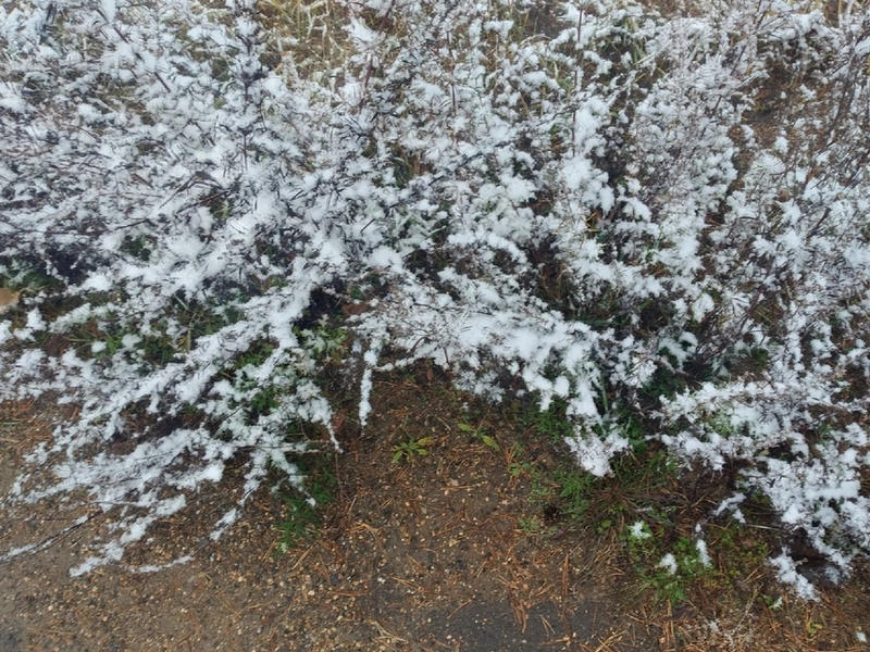Гидрометцентр прогнозирует небольшой снег 31 октября в Забайкалье