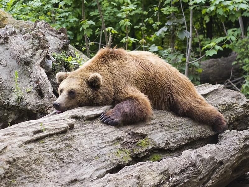 Полицейские в Читинском районе застрелили медведя