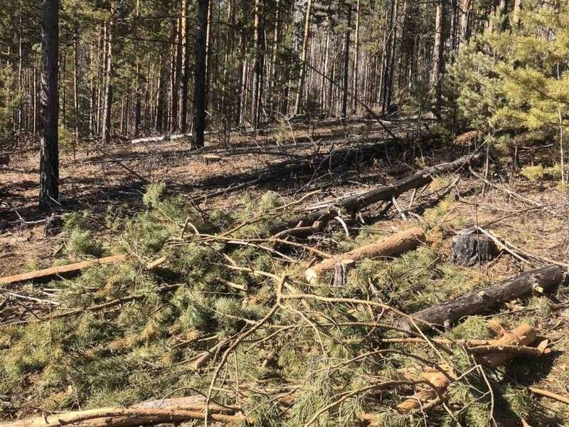 Лесорубам в Акшинском районе грозит административная ответственность