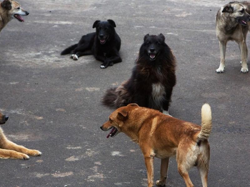 «Бездомных» собак стало больше в Чите во время наводнения