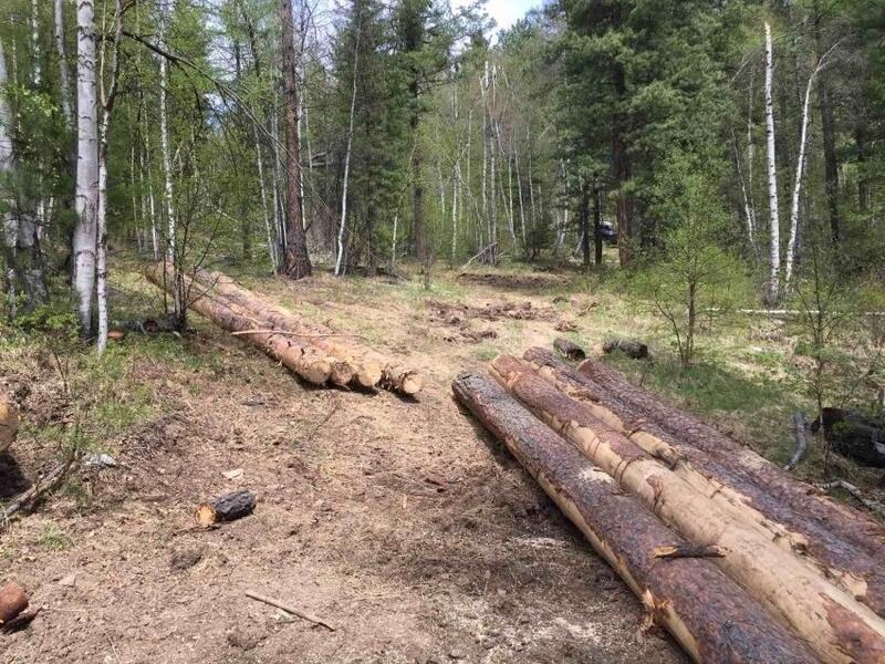 Количество незаконных вырубок леса уменьшилось в Забайкалье - Минприроды