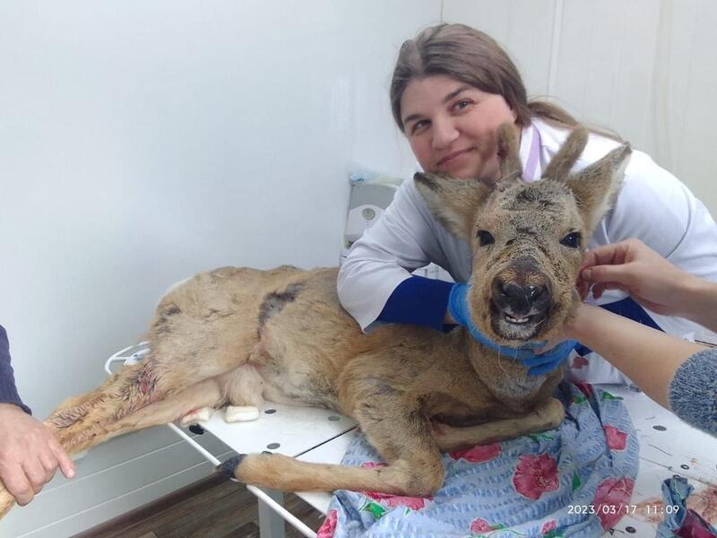 Ветеринары и местные жители спасли раненую косулю в Могоче