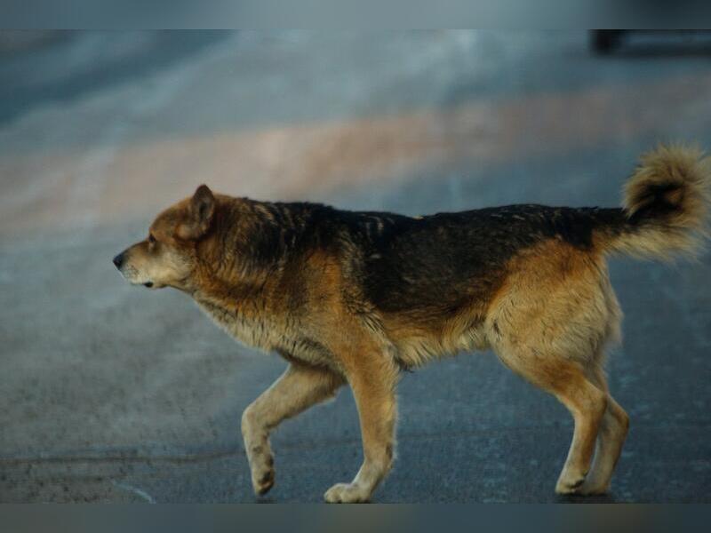 Стая бездомных собак гуляет под окнами правительства Забайкалья