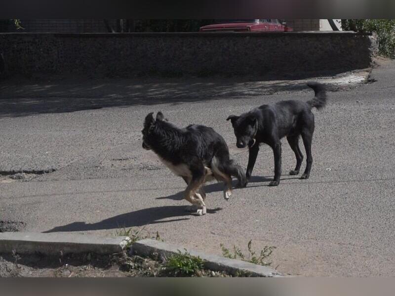 Уголовное дело возбудили из-за нападения собак на девушку в Чите