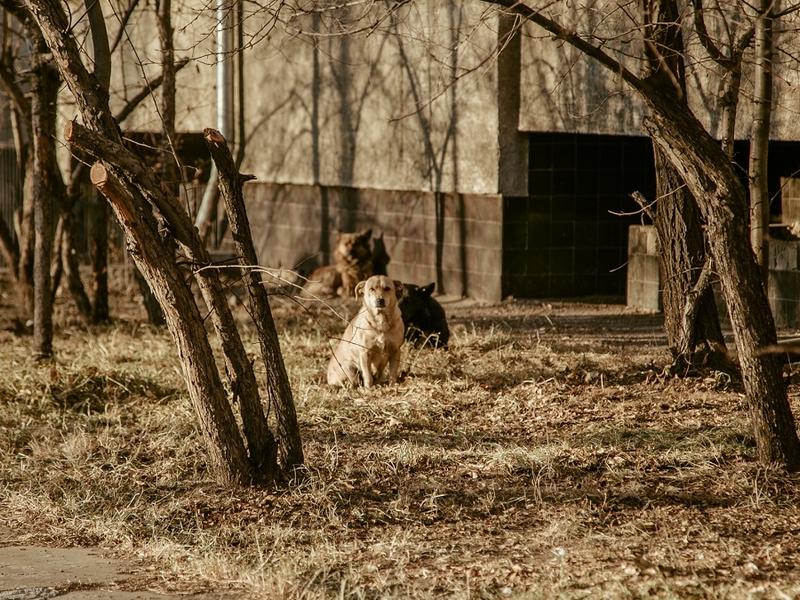 Иркутской компании для отлова собак в Чите заплатили почти 600 тыс руб