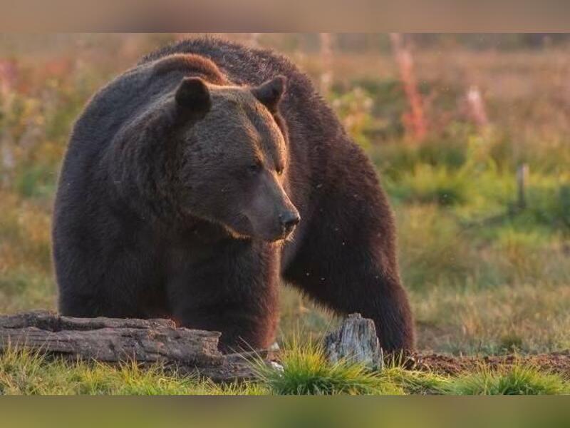 Следы медведя были замечены в пригороде Читы