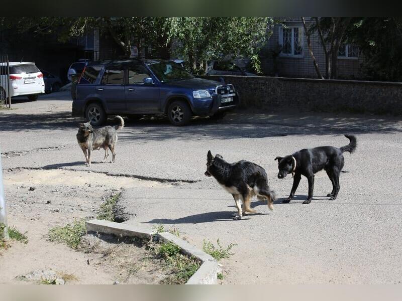 Жители пожаловались на стаи бродячих собак в районе улицы Трактовой в Чите