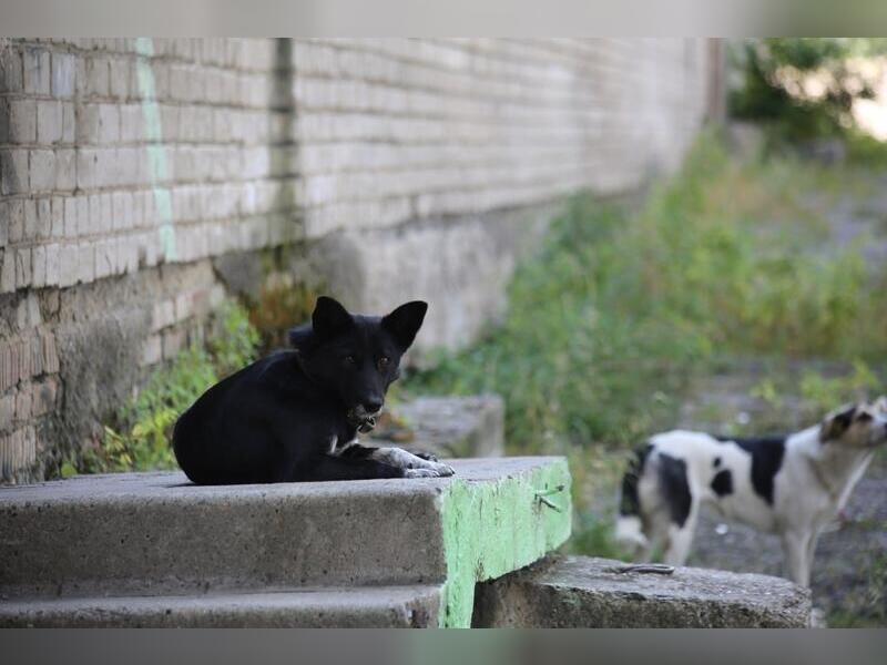В Чите отловили более трёх тысяч бродячих собак