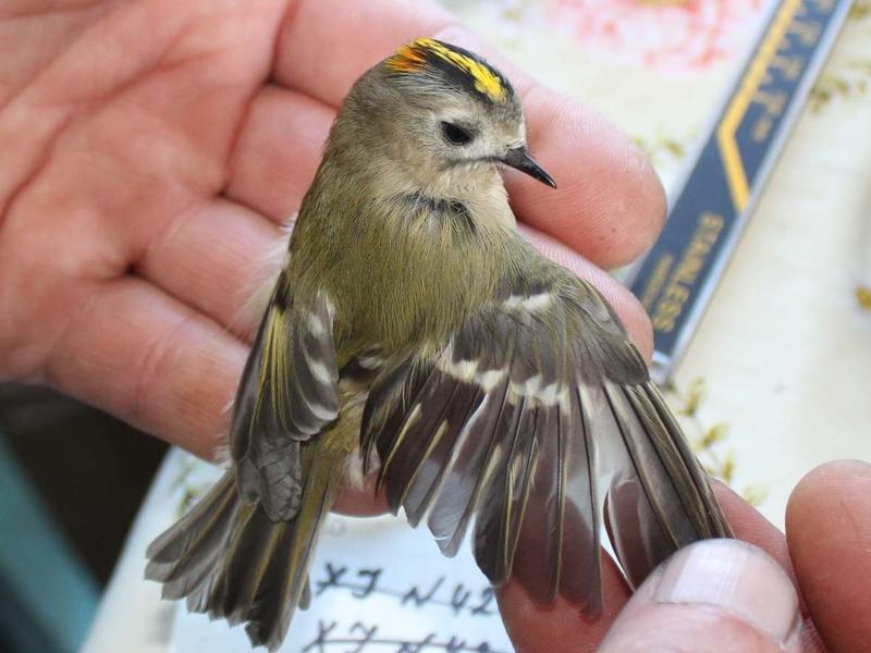 Самых маленьких птиц в России окольцевали в нацпарке «Чикой»