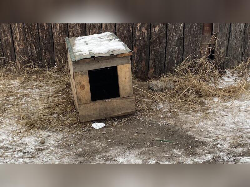 Два пьяных жителя Забайкалья похитили из будки собаку и съели её