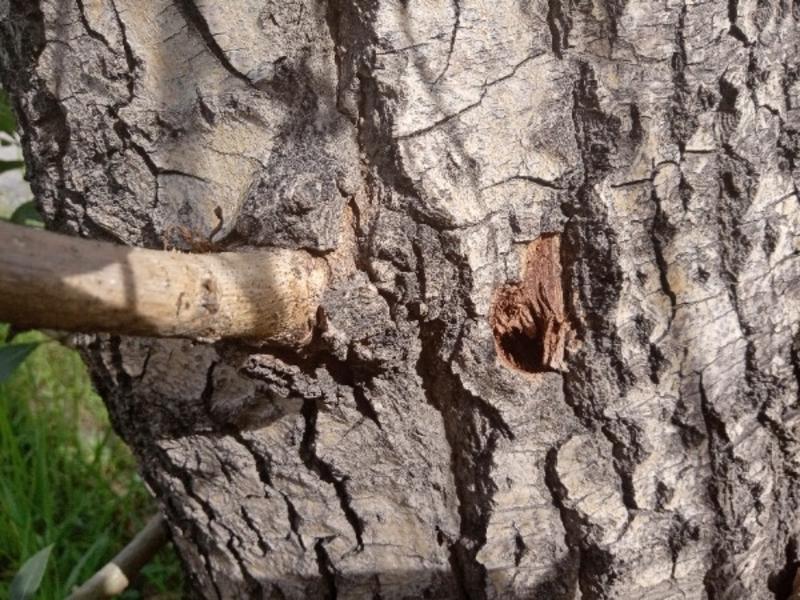 Неизвестные просверлили семь деревьев на ул. Новобульварной в Чите