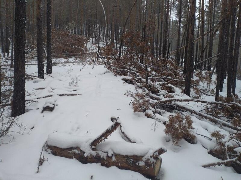 Почти 30 тысяч кубометров леса украли в Забайкалье в прошлом году