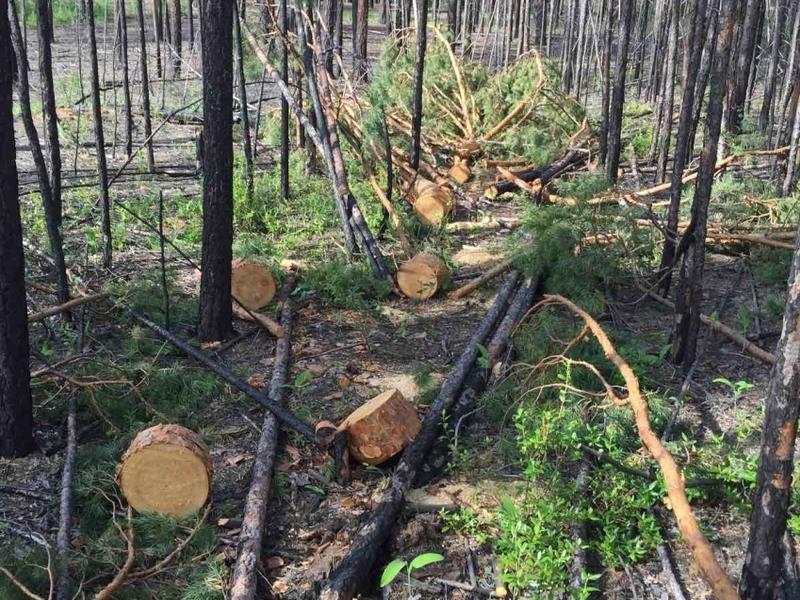 Более 450 куб. метров древесины срубили за неделю в лесах Забайкалья