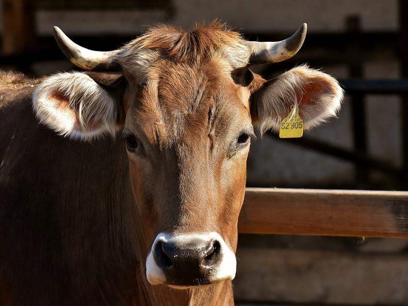 Опасное для человека инфекционное заболевание выявили у скота в Забайкалье