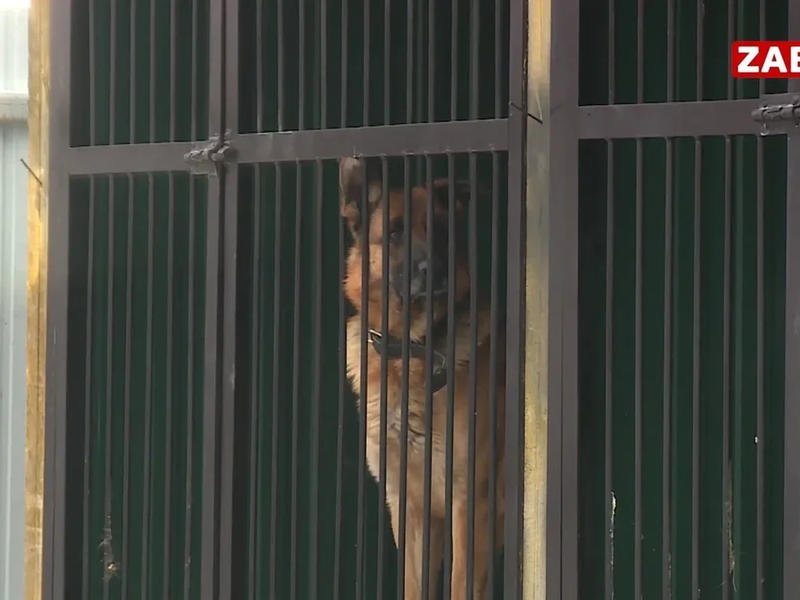 Служебная собака помогла найти похитителя имущества из салонов двух автомобилейв Чите