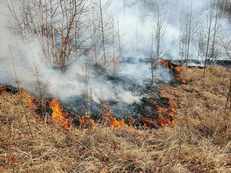 Более 700 гектаров леса горит в Забайкалье