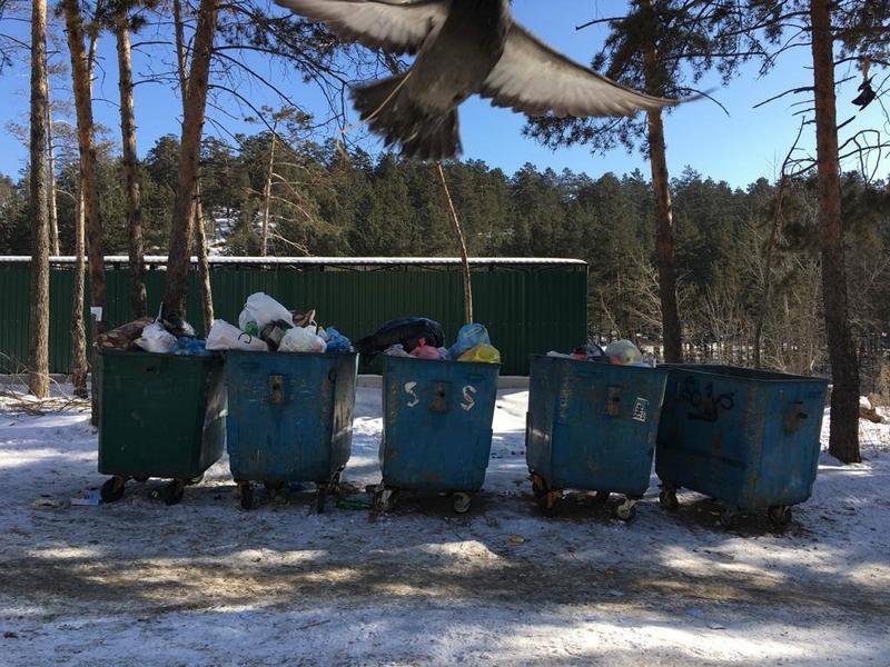 Жительница Соснового Бора в Чите пожаловалась на «мусор и грязь» в местах для выгула собак