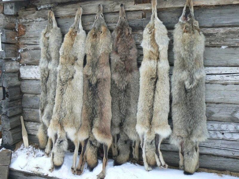 В Забайкалье завершился сезон охоты на волков