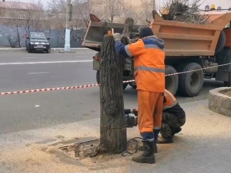 Мэрию призвали запретить сносить деревья на общественных пространствах в Чите