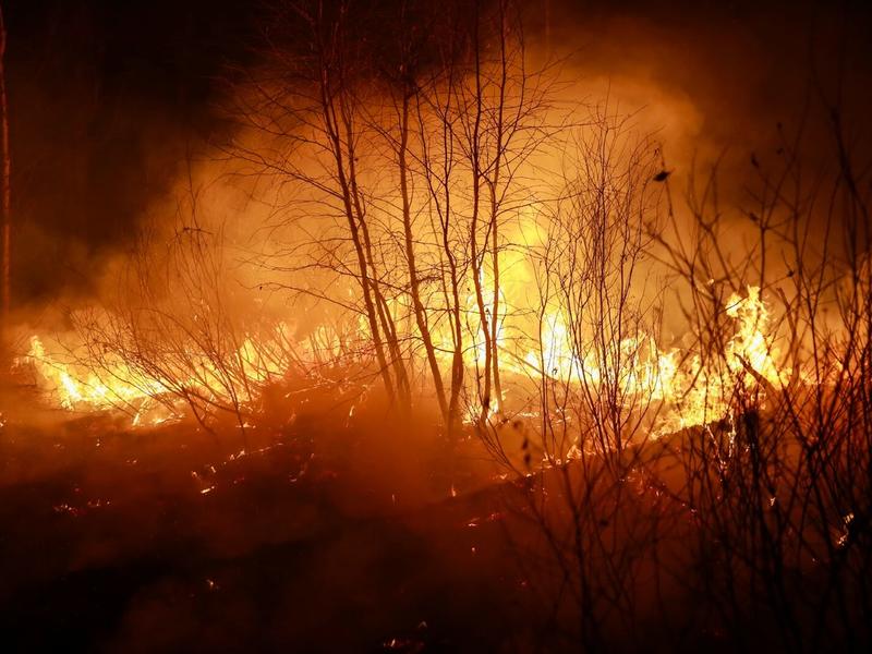 Более 200 гектаров леса горит в Забайкалье
