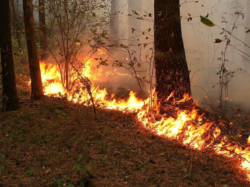 Почти 2000 га леса горит в Забайкалье