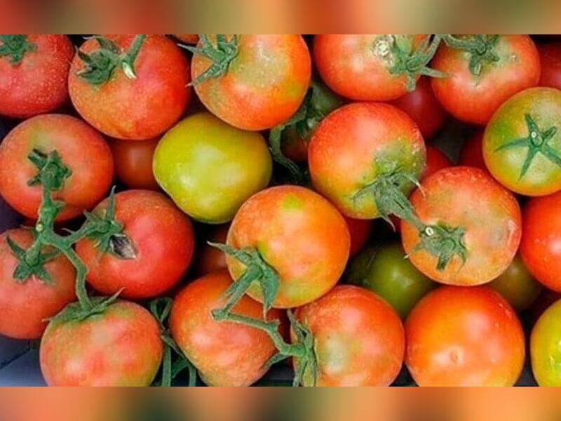 В Забайкалье пытались завезти зараженные помидоры из Китая