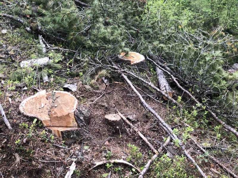 Нарушители срубили почти полтысячи кубометров древесины за неделю в Забайкалье